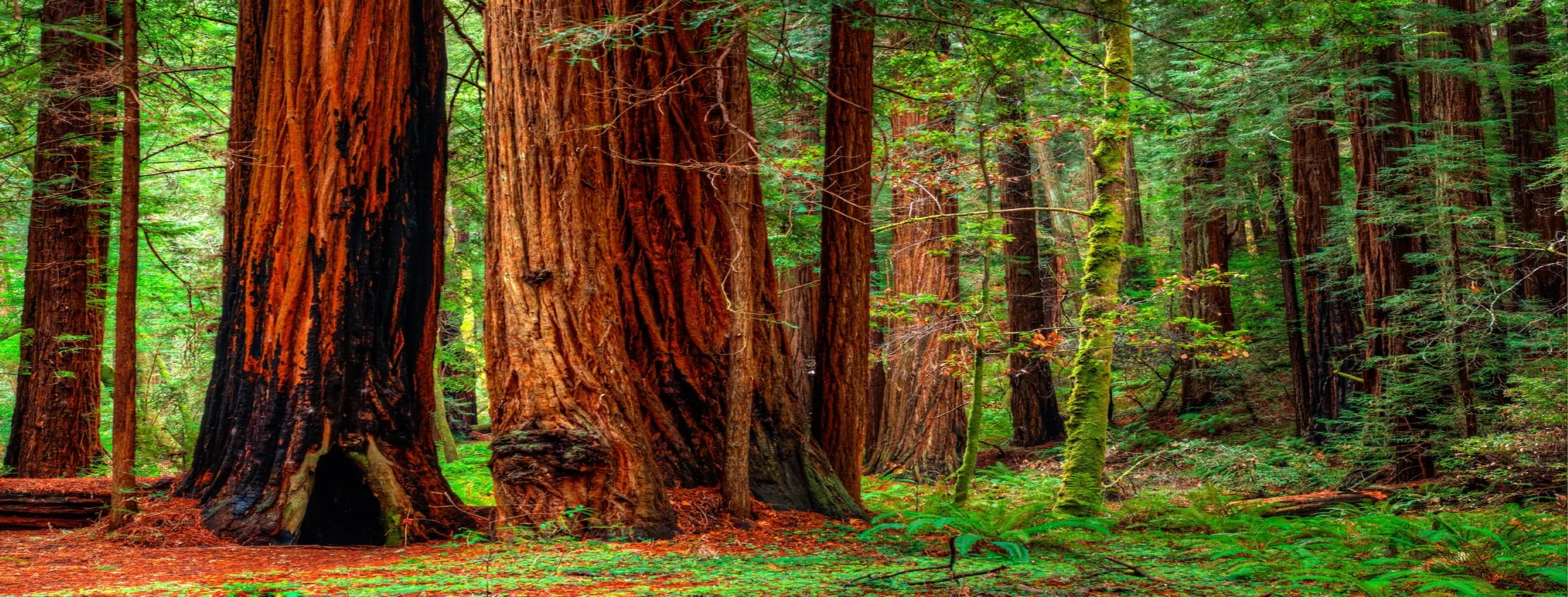 Image for Diverse Landscapes